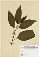 藏品(日本商陸)的圖片